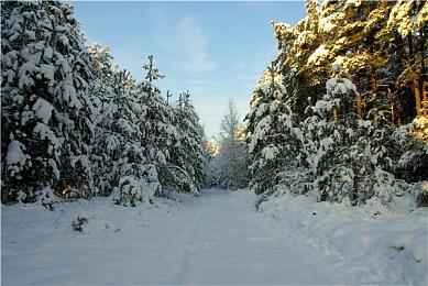 万智牌“黑莲花”拍出300万美元天价 引众多玩家质疑